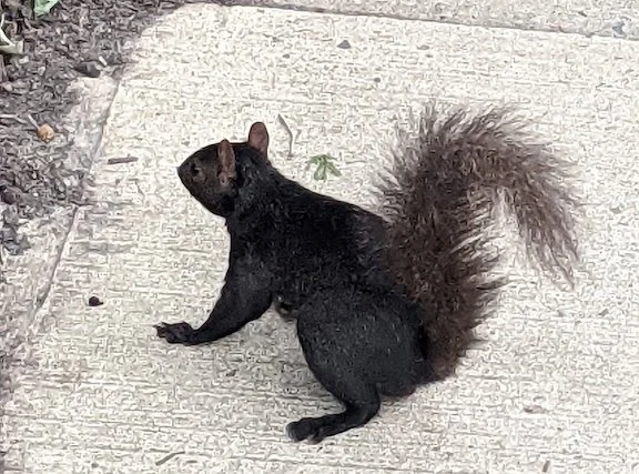 Black Squirrel · Photography (2023) · Regular visitor to Princeton gardens