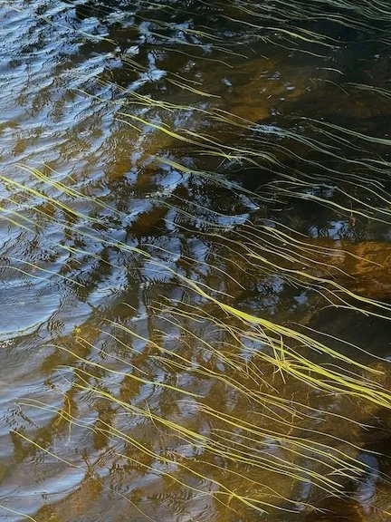 Underwater Grasses - Photography (2025) - Underwater grasses growing in a Vermont mountain lake
