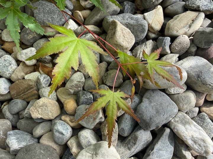 Between Leaf and Stone · Photography (2026) · An observation of contrast in my own garden