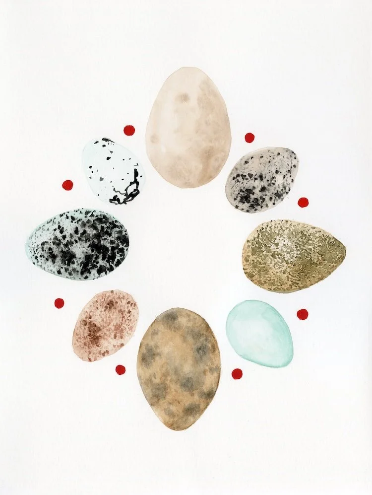 Wild Bird Eggs - Watercolor Painting (2026)