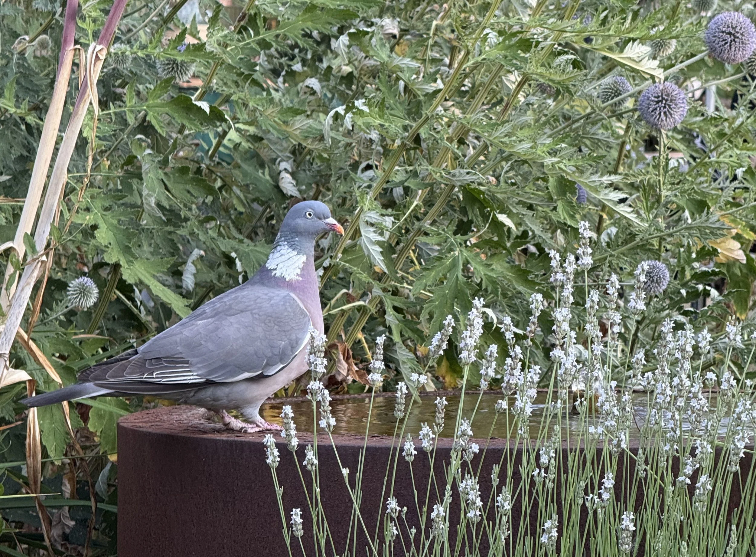 Pigeon in Hitchin · Photography (2026) · A beautiful large pigeon visits a garden fountain in Hitchin (UK)