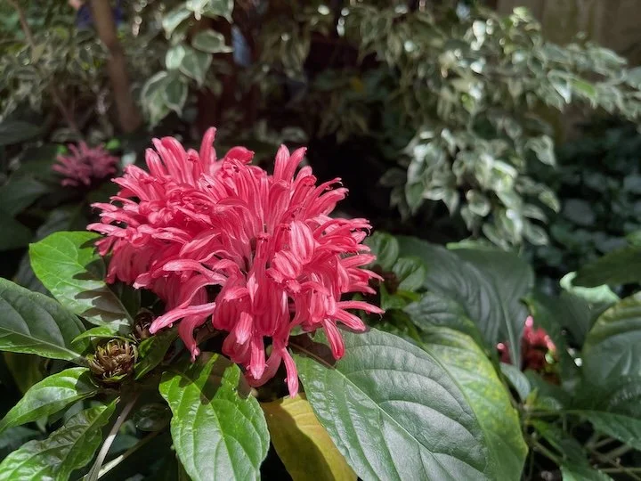 Tropical-Flower-Photography-Monica-Adams-Art.jpeg