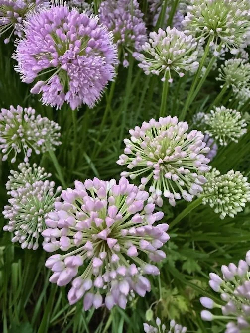 Alliums · Photography (2026) · Alliums growing in a streetside garden in Princeton, New Jersey
