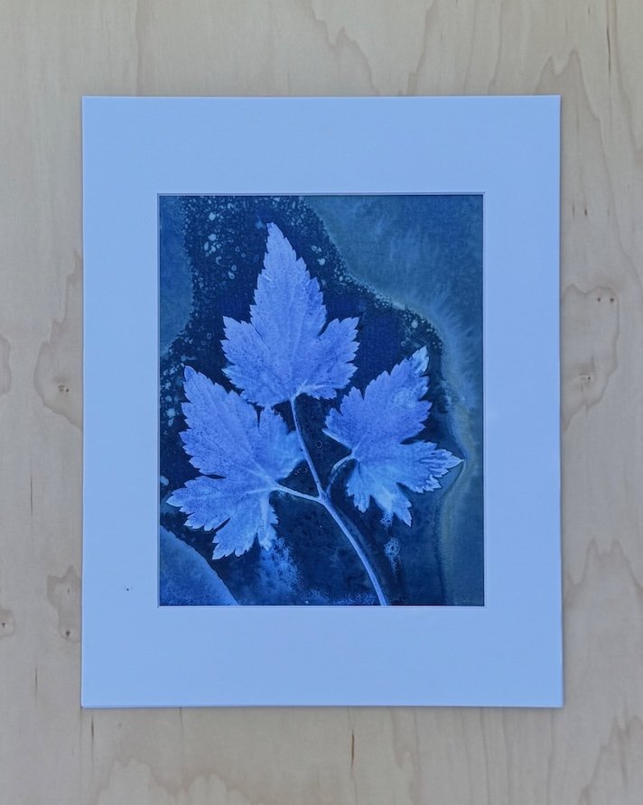 Blue botanical cyanotype print featuring pale Japanese anemone leaves against a deep indigo textured background, matted in white for framing.