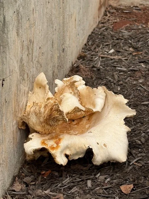 Unruly Mushroom Growing Beside Concrete Steps (2026)