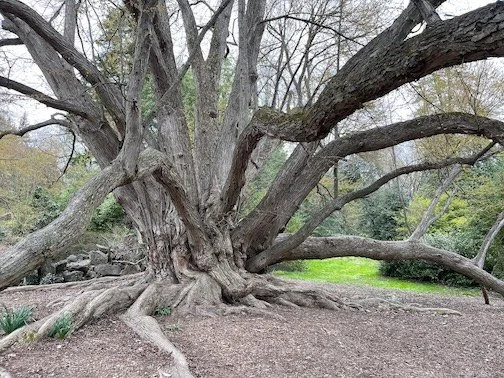Tree at Morris Arboretum · Photography (2024) · An amazing large tree that caught my attention at the Morris Arboretum