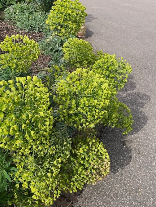 Euphorbia Along Path in London · Photography (2024) · Beautiful plants along a path in a public garden