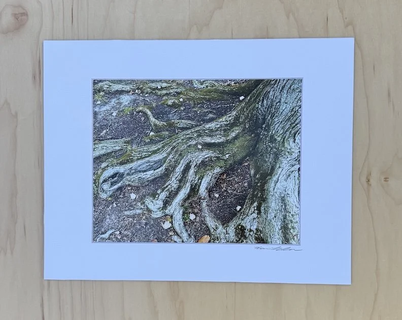 Tree Roots in Princeton - Matted Archival Photographic Print (11 x 14")