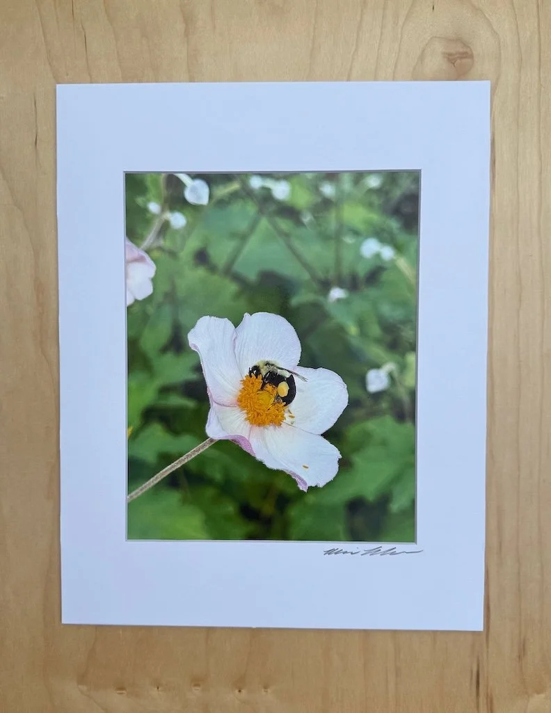 Bee-on-Anemone-Photographic-Art-Print-Monica-Adams-Art.jpeg