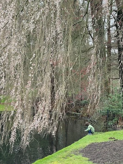 Weeping-Cherry-Longwood-Gardens-Photography-Monica-Adams-Art.jpeg