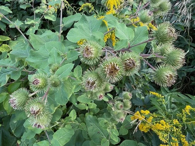 Growing Wild · Photography (2026) · Burdock and solidago growing wild at the edge of a Vermont field