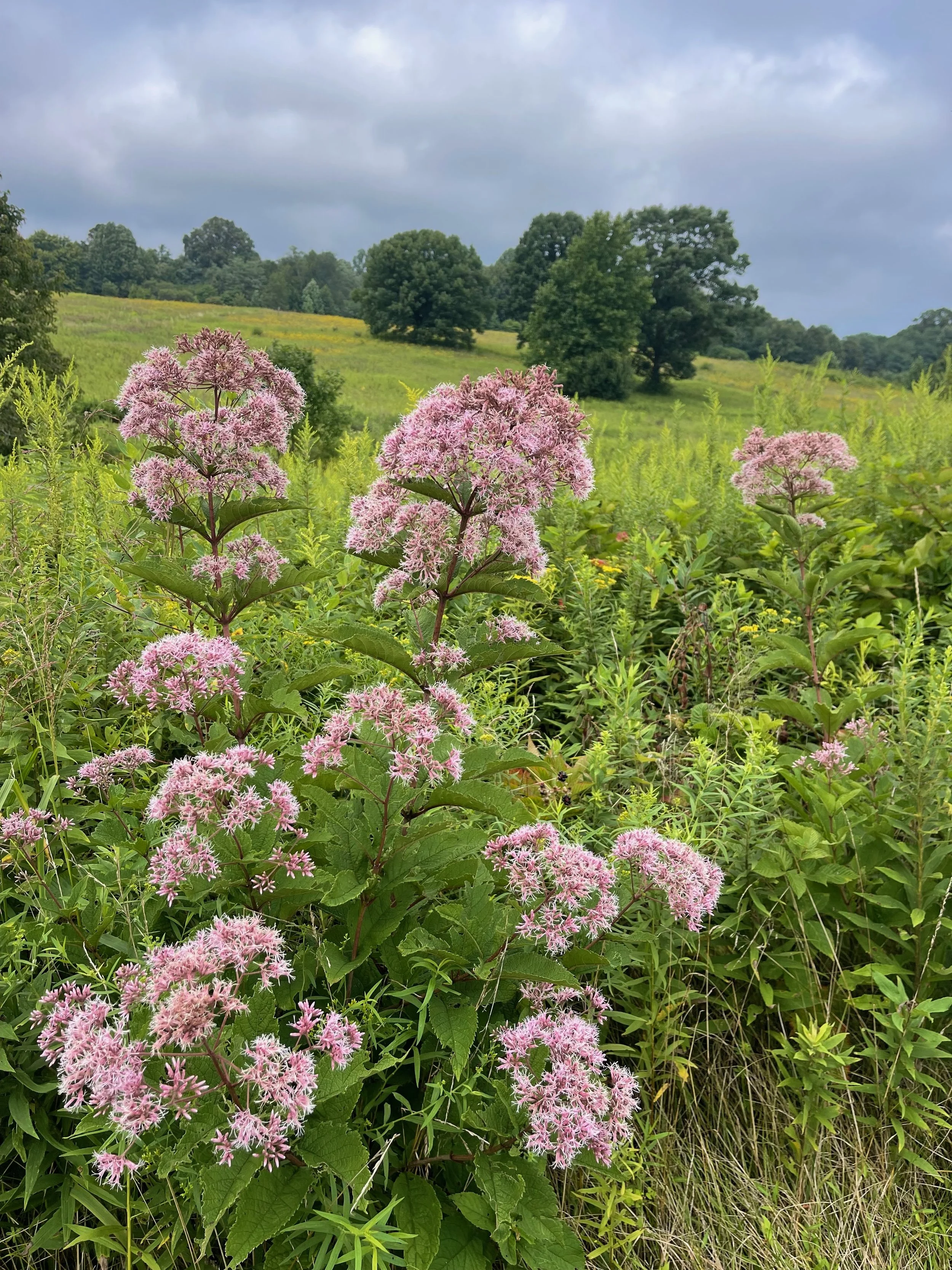 Milkweed against Meadow at Longwood · Photography (2024) · Large tracts of milkweed give me hope for the monarch butterflies
