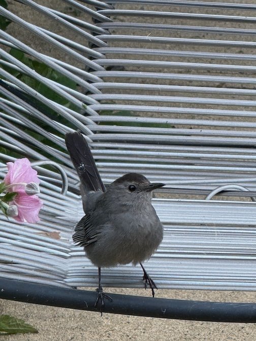 Visiting Catbird - Photography (2024) - a beautiful little bird who lived in my garden for a while in the summer of 2024