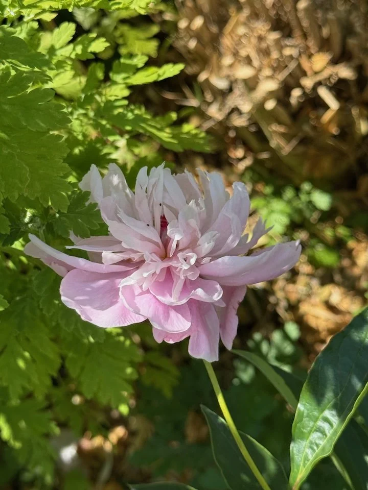 Hiding Peony · Photography (2026) · Hidden peony at Morven Gardens