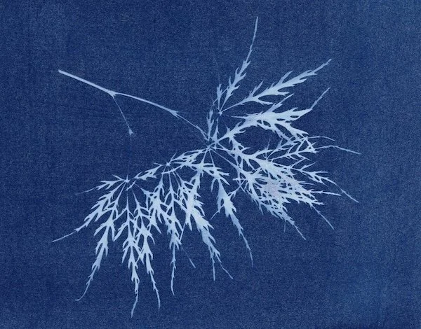 Garnet_Laceleaf_Japanese_Magnolia_Cyanotype_Monica_Adams_art.jpeg