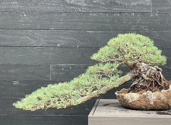 Japanese-White-Pine-Bonsai-Longwood-Gardens-Photograph_Monica-Adams-Art.jpeg