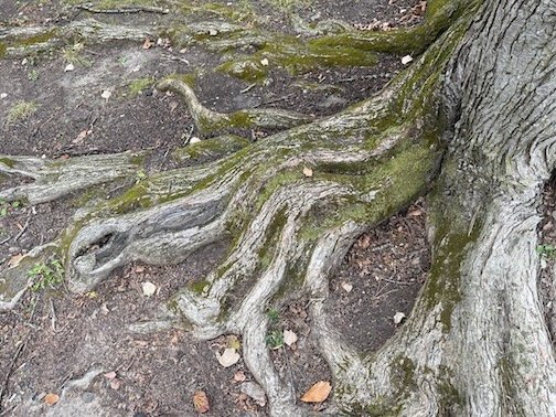 Tree-Roots-Princeton-NJ-Photograph-Monica-Adams-Art.jpeg