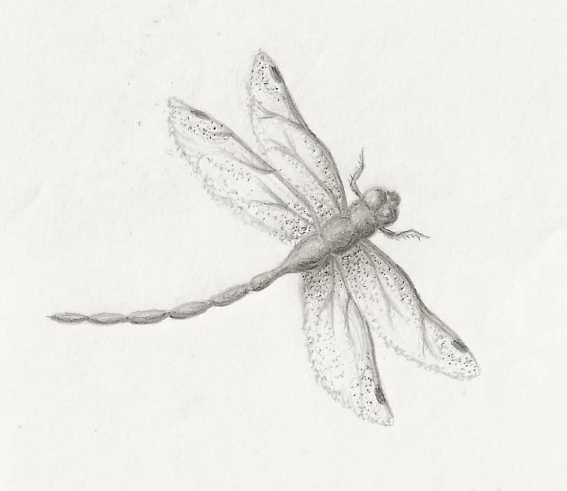 Dragonfly - Pencil Drawing (2025)