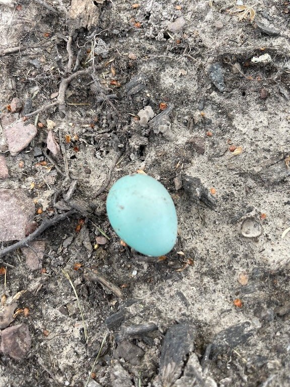 Bird Egg on Ground · Photography (2024) · Beautiful egg on the ground in Montgomery, NJ