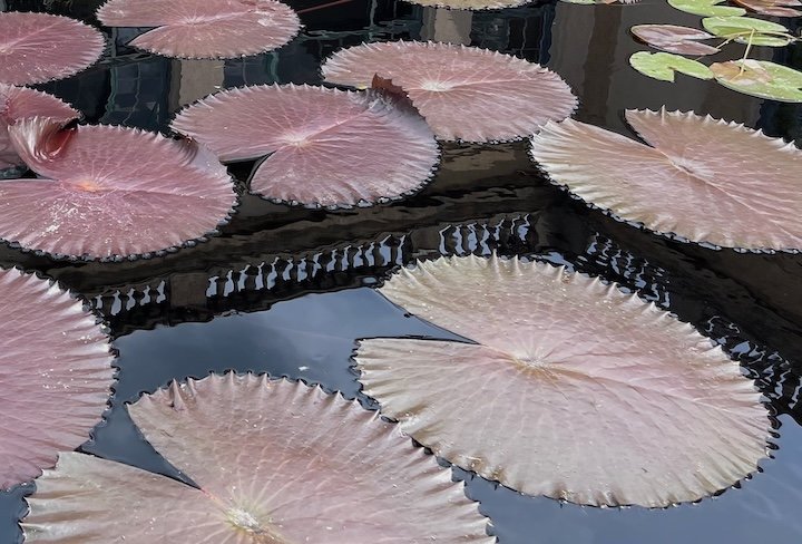 Reflected Balustrade · Photography (2021) · View of reflected conservatory through waterlilies at Longwood Gardens