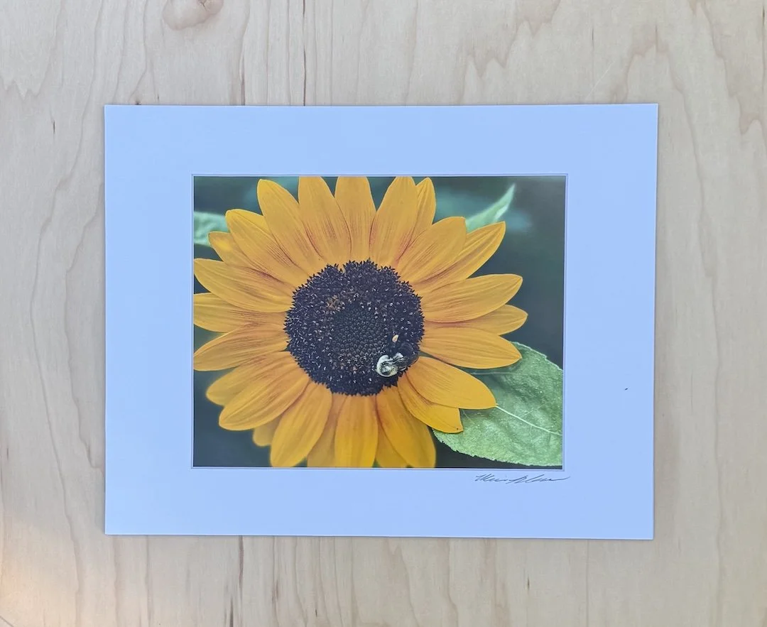 Bumblebee collecting pollen on a bright yellow sunflower, photographed in natural light and printed as an archival fine art photographic print by Monica Adams.