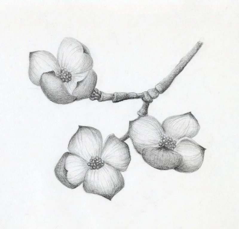 dogwood-flower-pencil-drawing-monica-adams-art.jpg