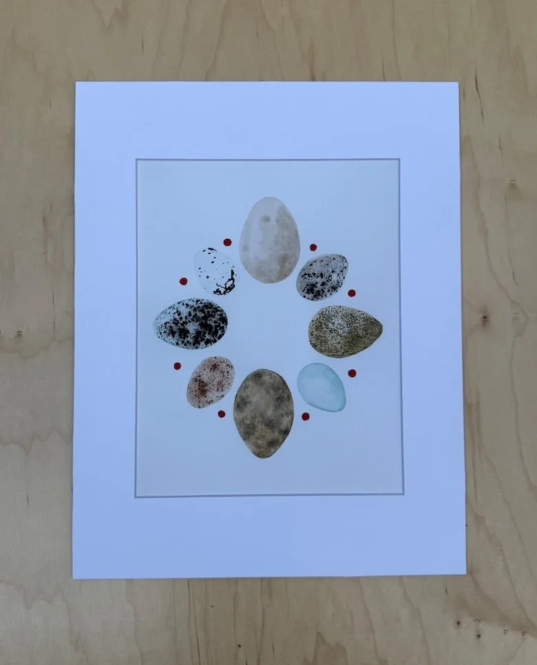 rint of watercolor painting of mixed eggs from Eastern North American birds by artist Monica Adams.
