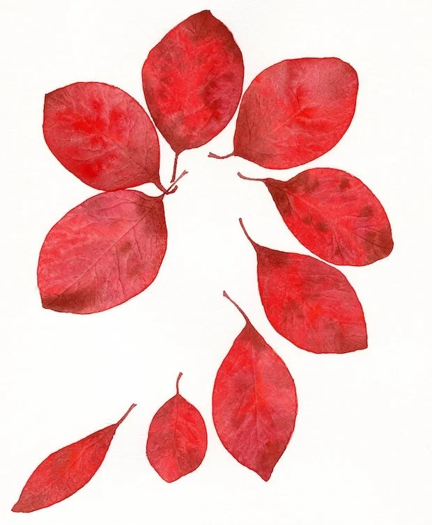 Black-Gum-Leaves-in-Autumn-Watercolor-Painting-Monica-Adams-Art.jpg