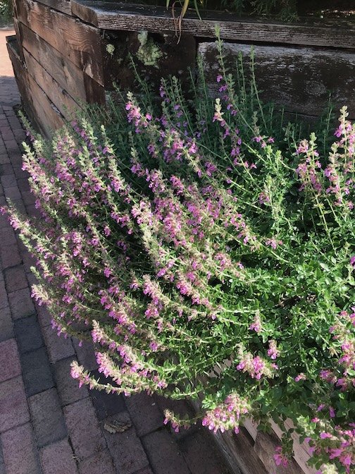 Salvia in Princeton · Photography (2019) · Pink salvia along a walkway