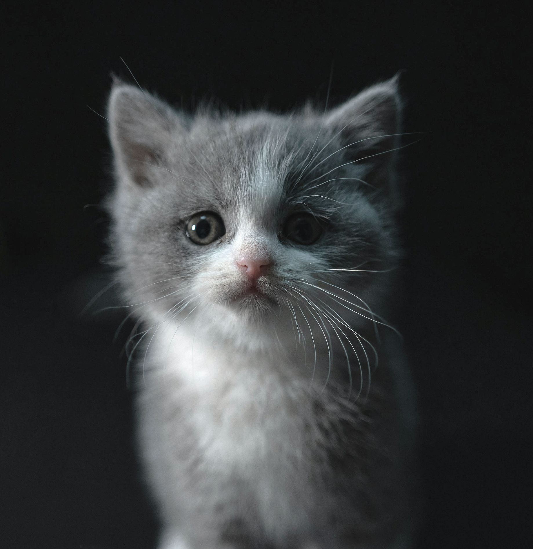 Close-up of gray and white kitten with black background.