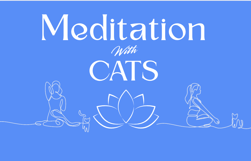 Meditation w/ Cats