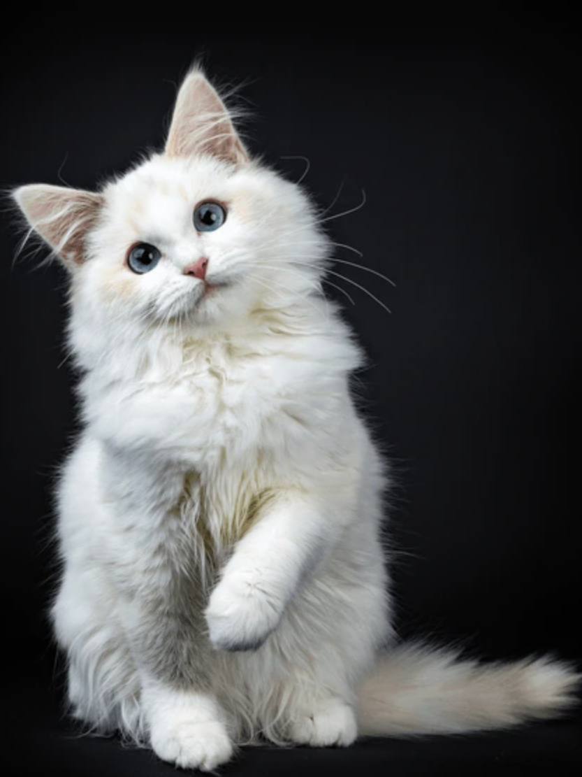 A fluffy white kitten with blue eyes sitting against a black background.
