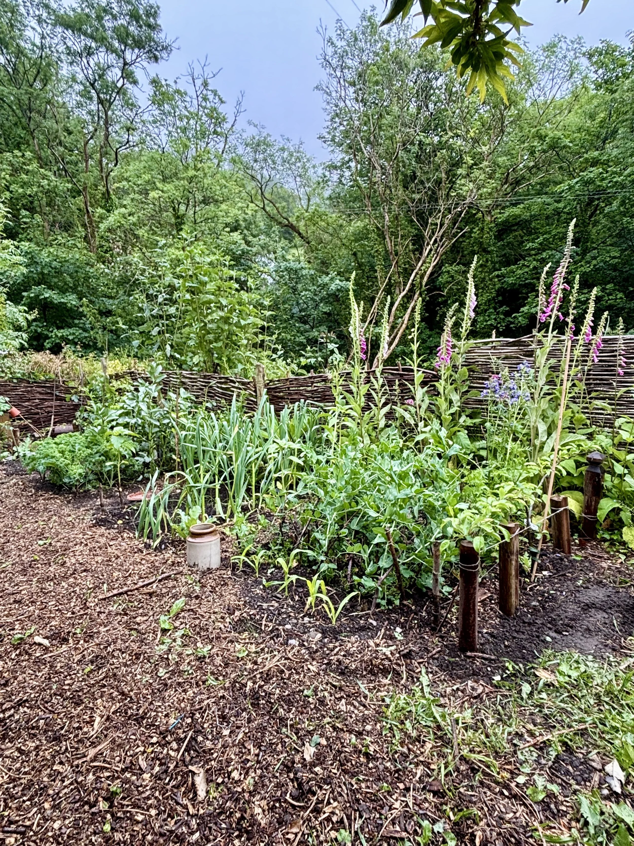 A vegetable garden with various plants, including tall stalks with purple flowers, leafy greens, and other vegetation, surrounded by a wooden fence and dense trees in the background.