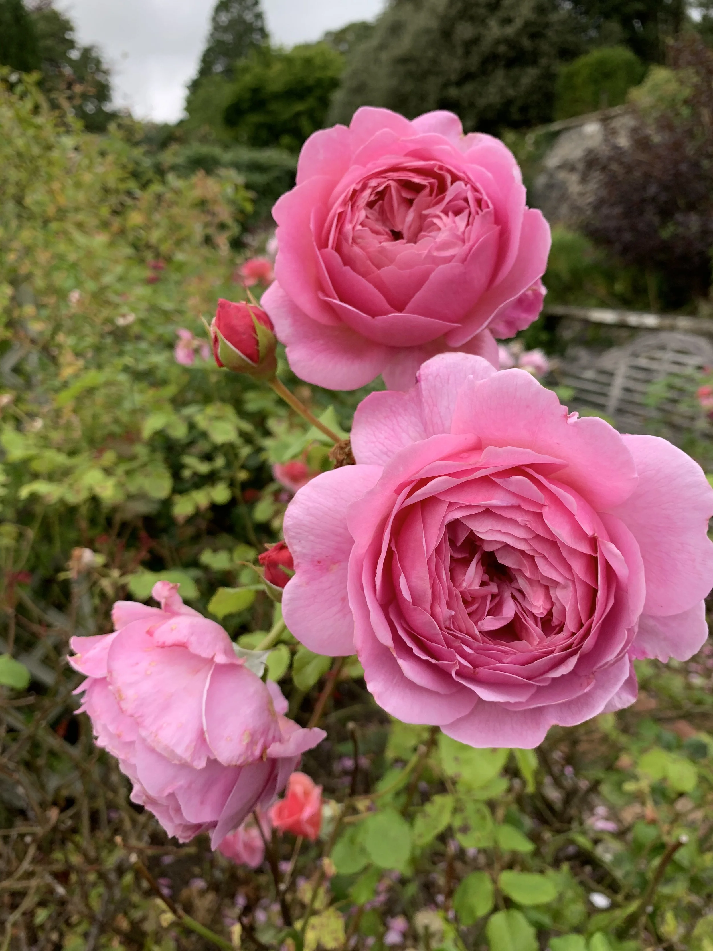 Dead-heading roses