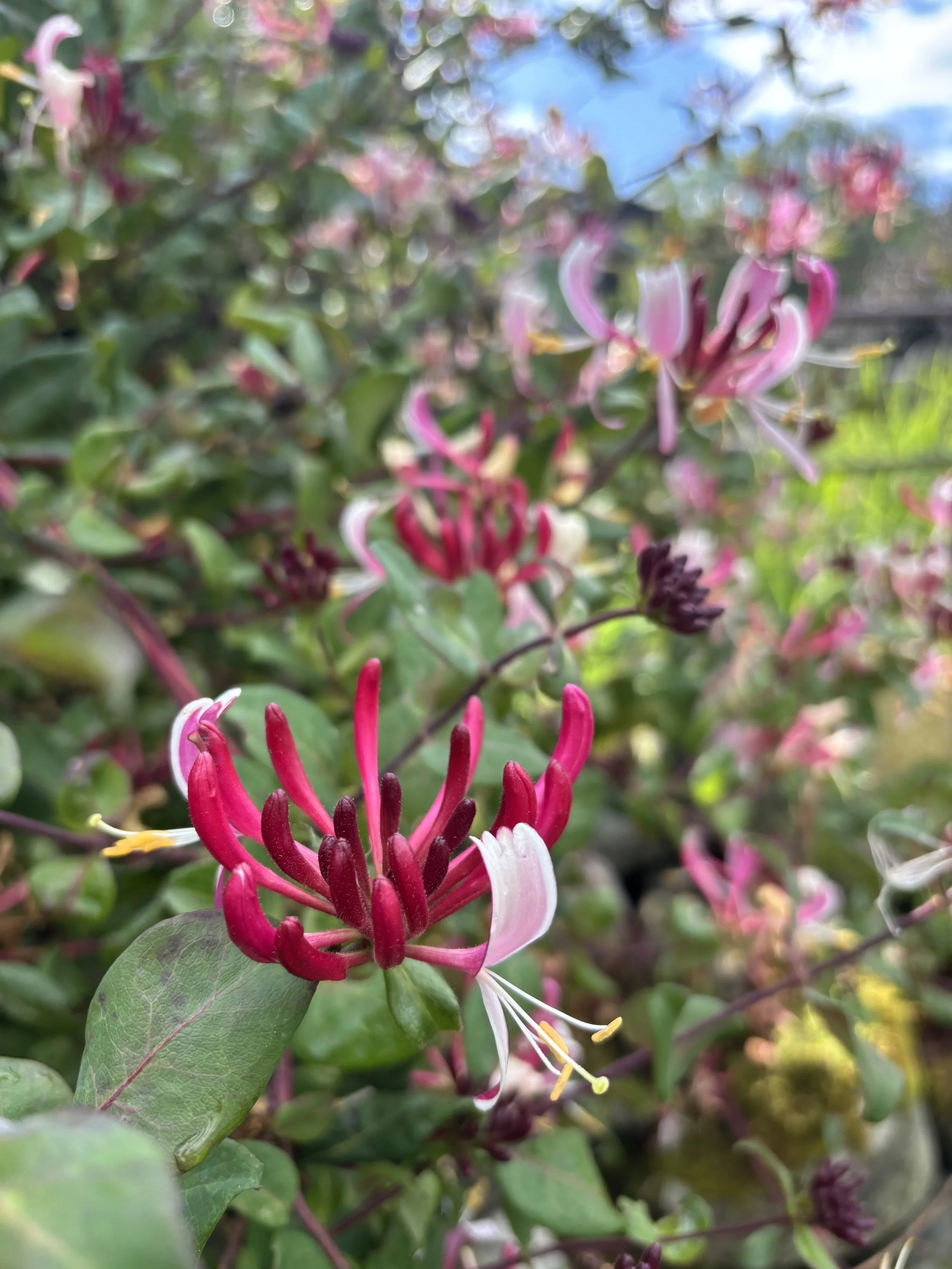 Close-up of pink and white honeysuckle flowers on green bush with a partly cloudy sky in background.