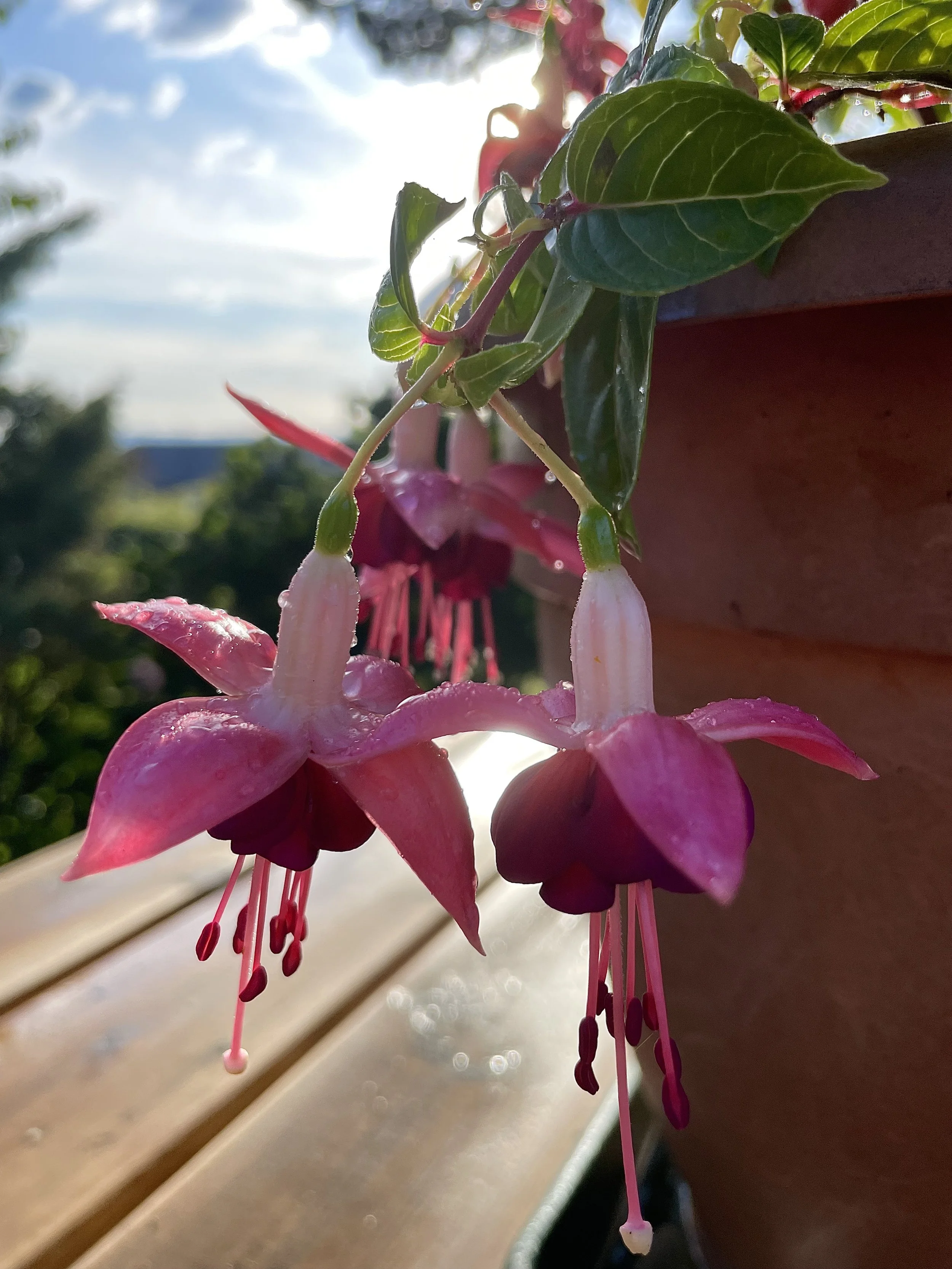 Close-up of pink and purple fuchsia flowers hanging from a plant in a terracotta pot outdoors with sunlight shining through the leaves.
