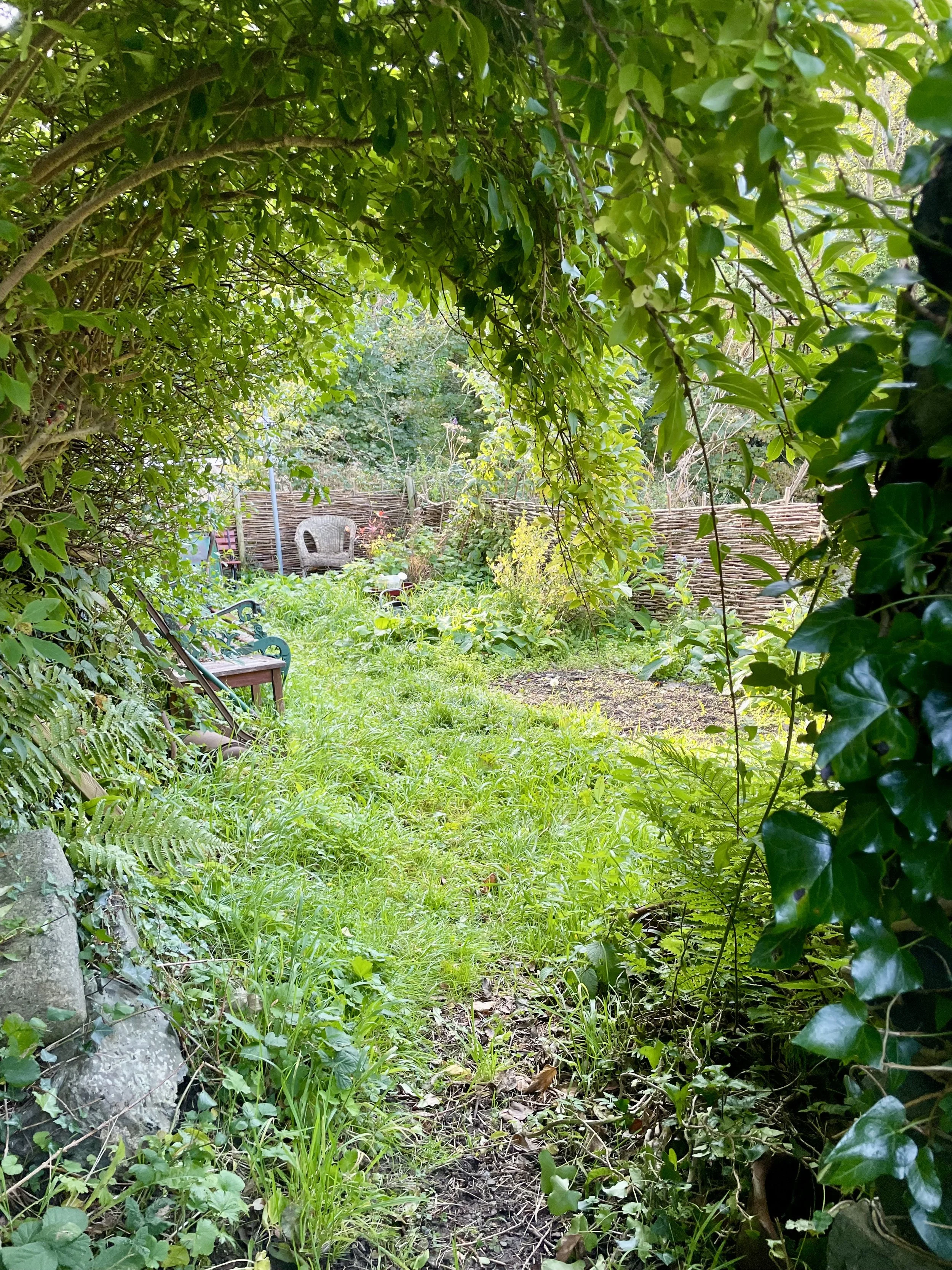 A lush garden with overgrown grass, various green plants, and leafy bushes, viewed through an arch of foliage, with garden furniture and a wooden fence in the background.