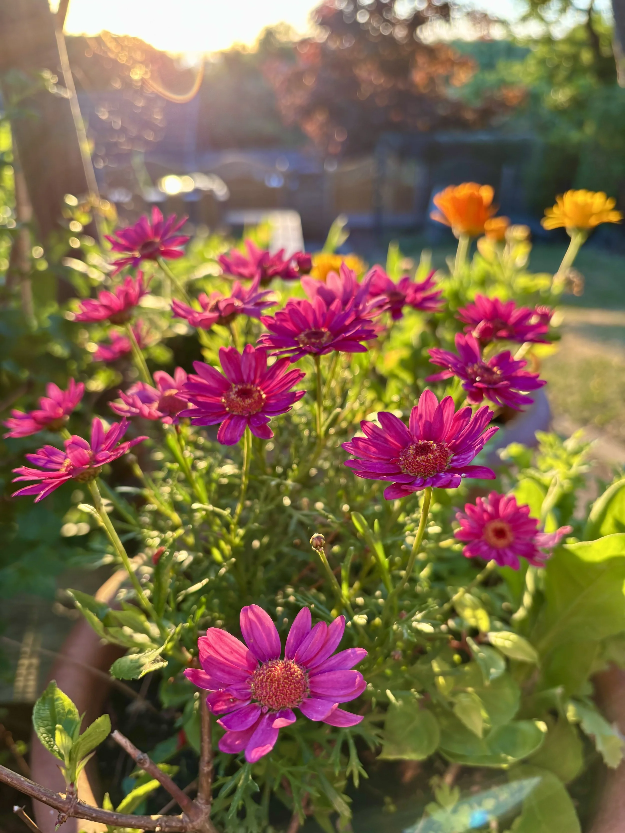 Close-up of pink and orange flowers in a garden with sunlight shining through trees in the background.