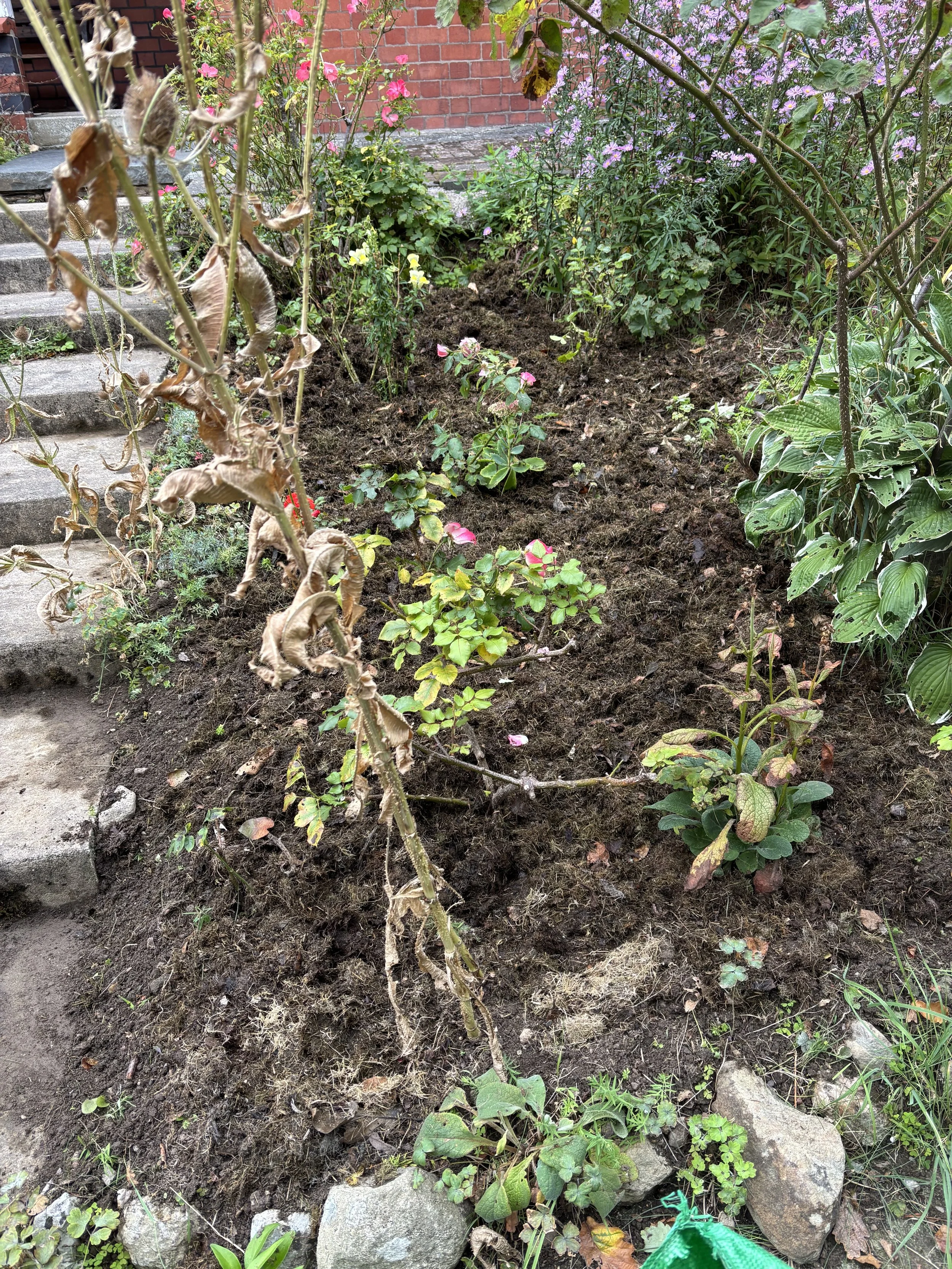 A garden bed with dead and dying plants, some green and flowering plants, and a brick wall in the background. There are stone steps on the left side of the image.