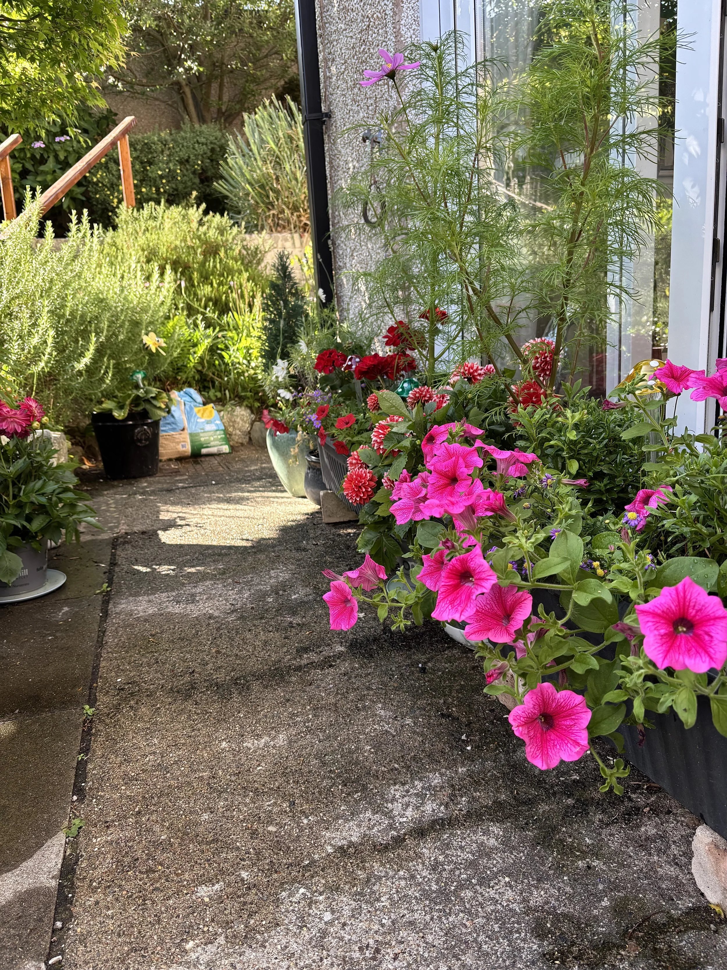 A small outdoor patio area with potted pink and purple petunias, red and pink geraniums, and various green plants, next to a house with a sliding glass door, on a sunny day.
