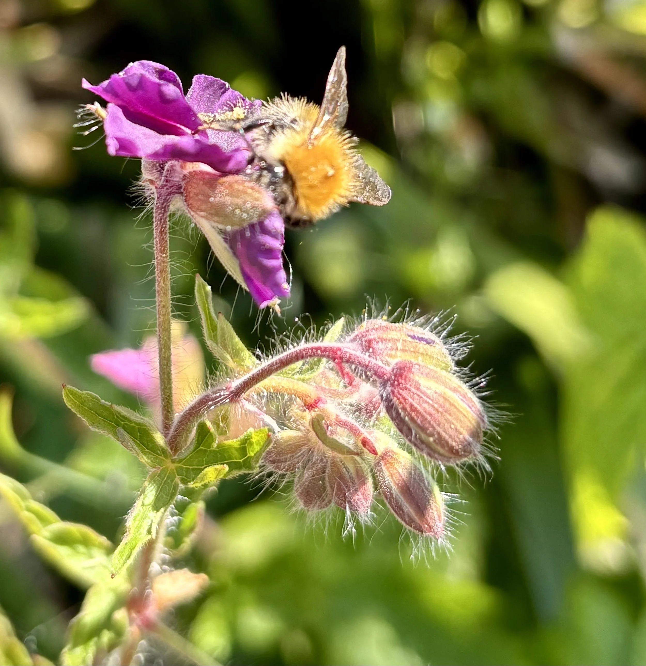 Close-up of a bee with yellow and black stripes on a purple flower, with several pink buds on a green plant.