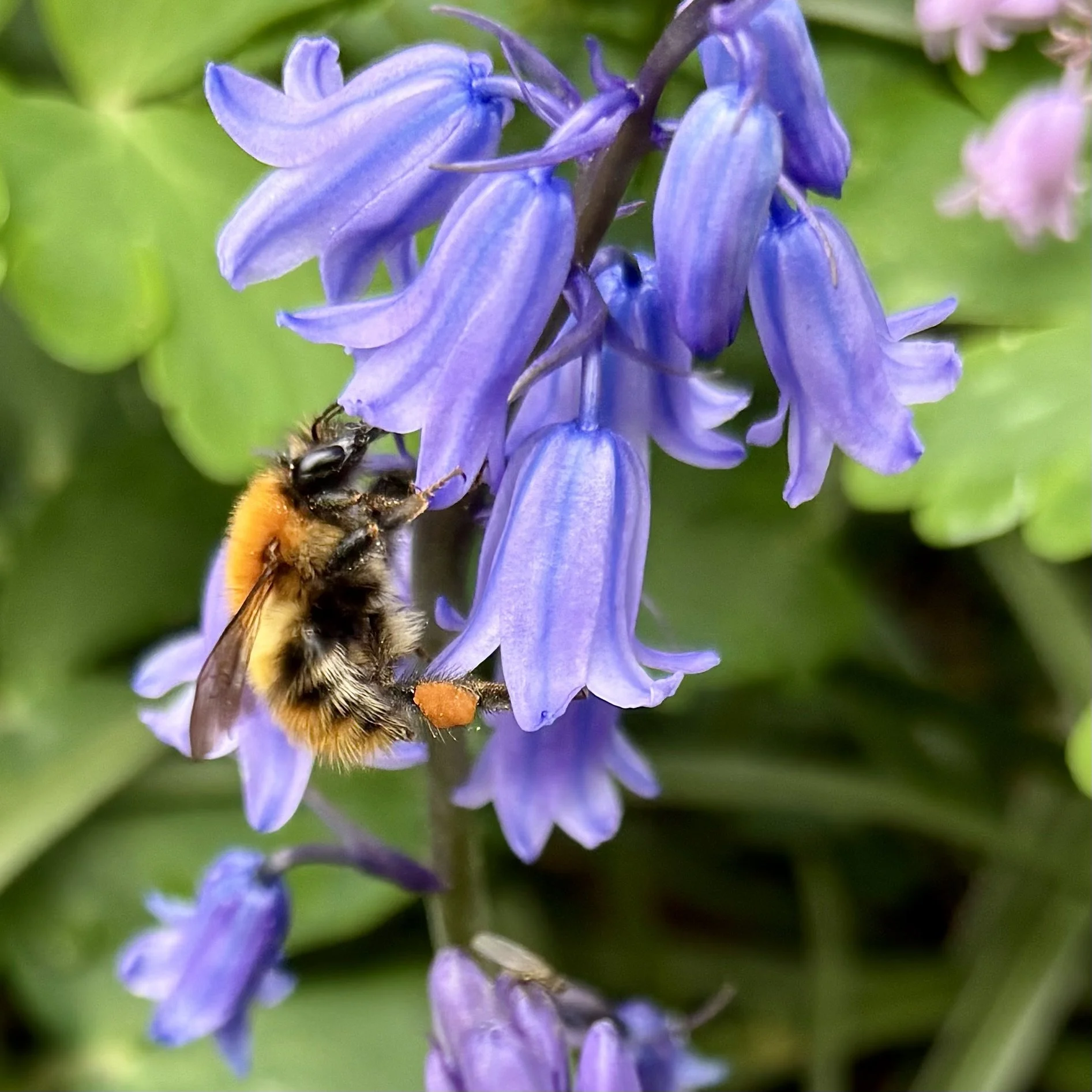 Close-up of a bumblebee covered in orange pollen collecting nectar from purple flowers with green leaves in the background.