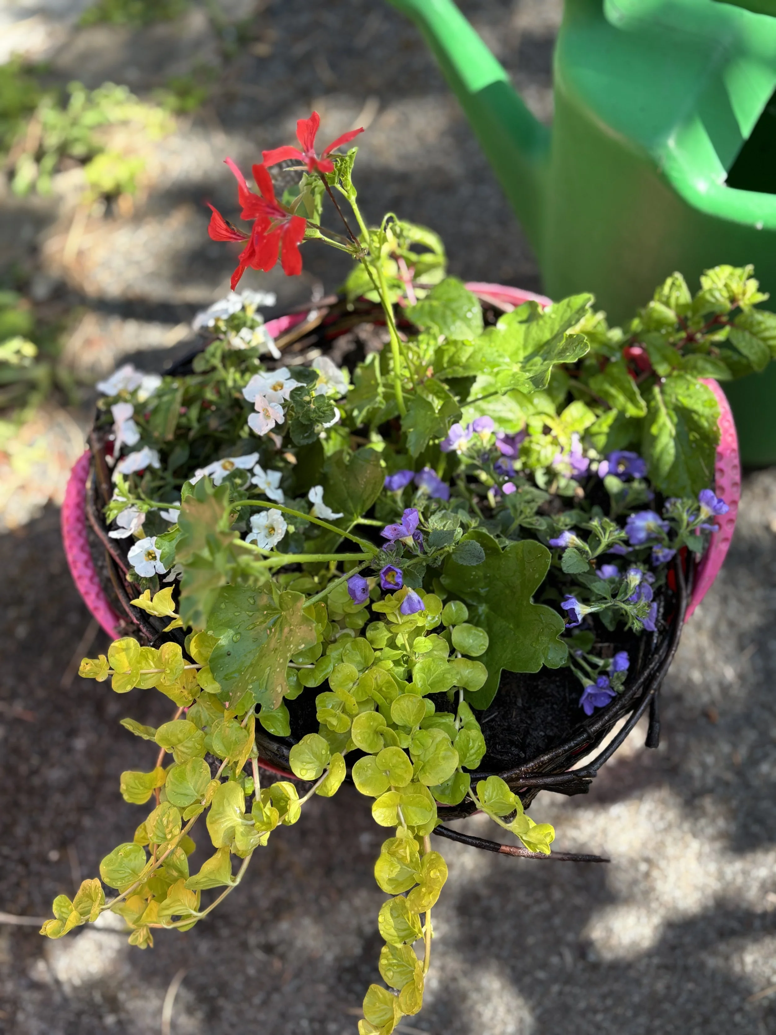 Colorful flowering plants in a pink pot, with red, white, purple, and yellow flowers, outdoors on soil.