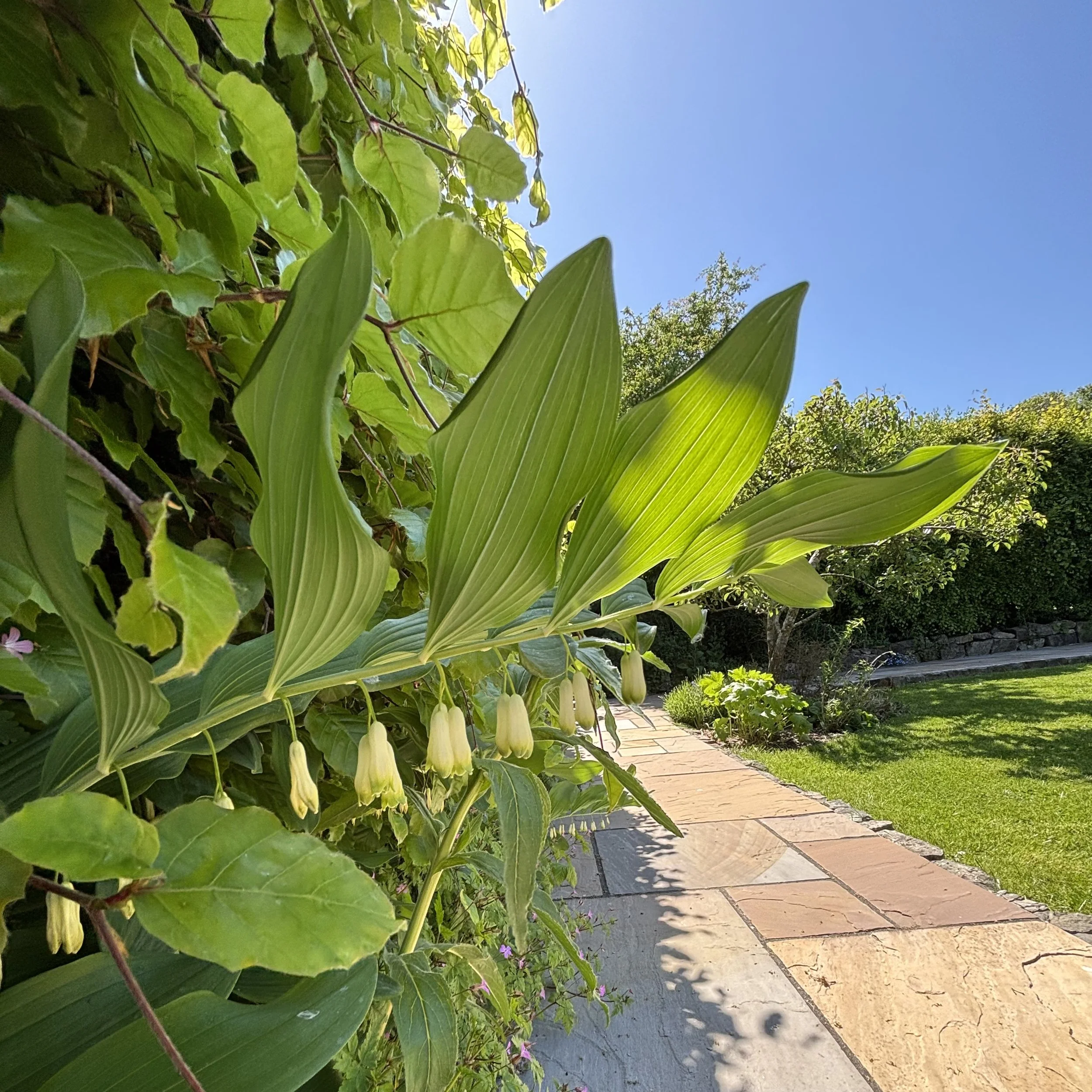 A backyard garden path with green plants and flowers under a clear blue sky.