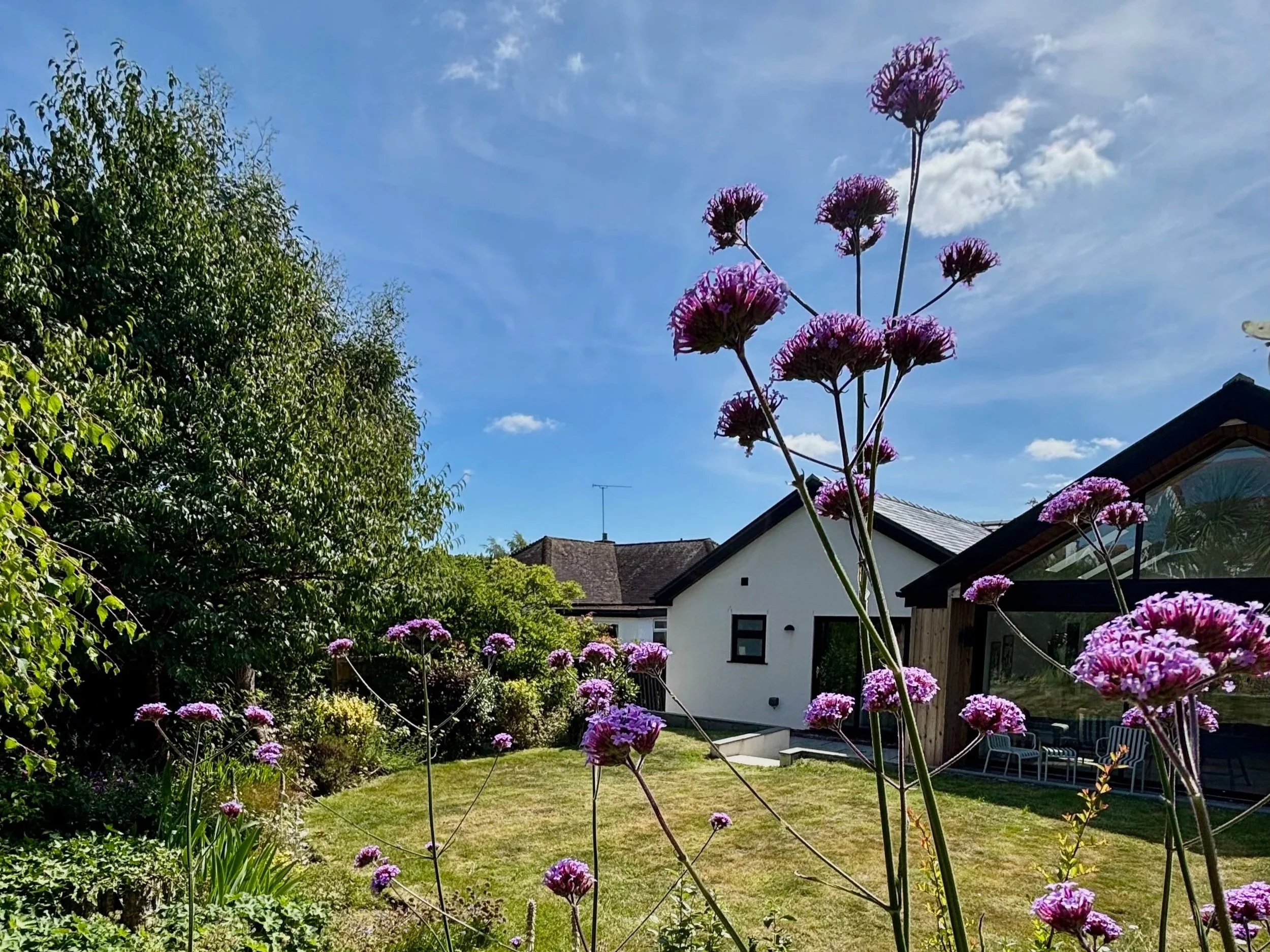 A backyard garden with purple flowers in the foreground, a white house with large glass windows, trees, and a blue sky with scattered clouds.
