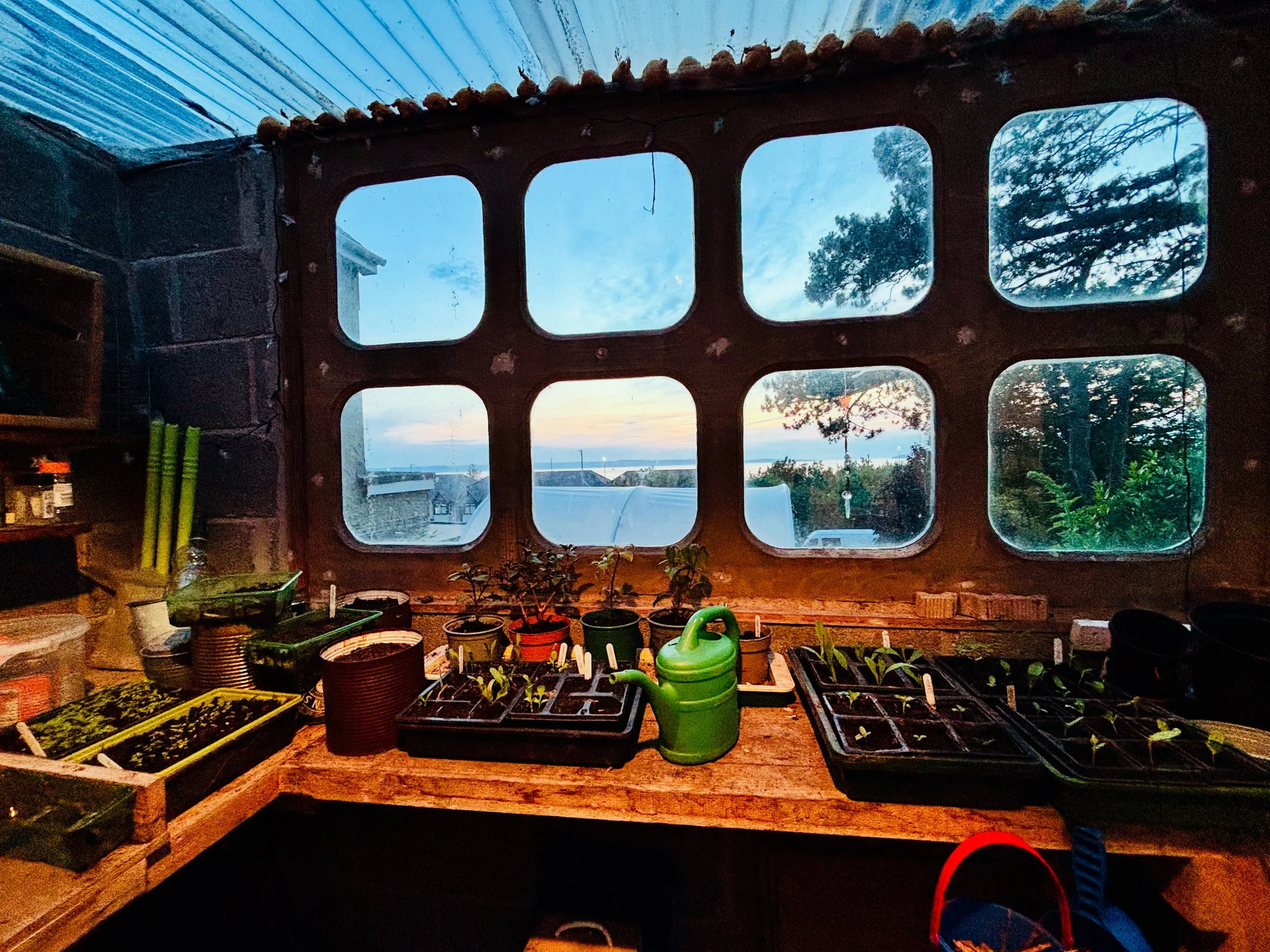 Interior of a greenhouse with windows showing an outdoor landscape of trees and sky at sunset. The wood work surfaces hold small potted plants, trays of seedlings, a green watering can, and gardening supplies.