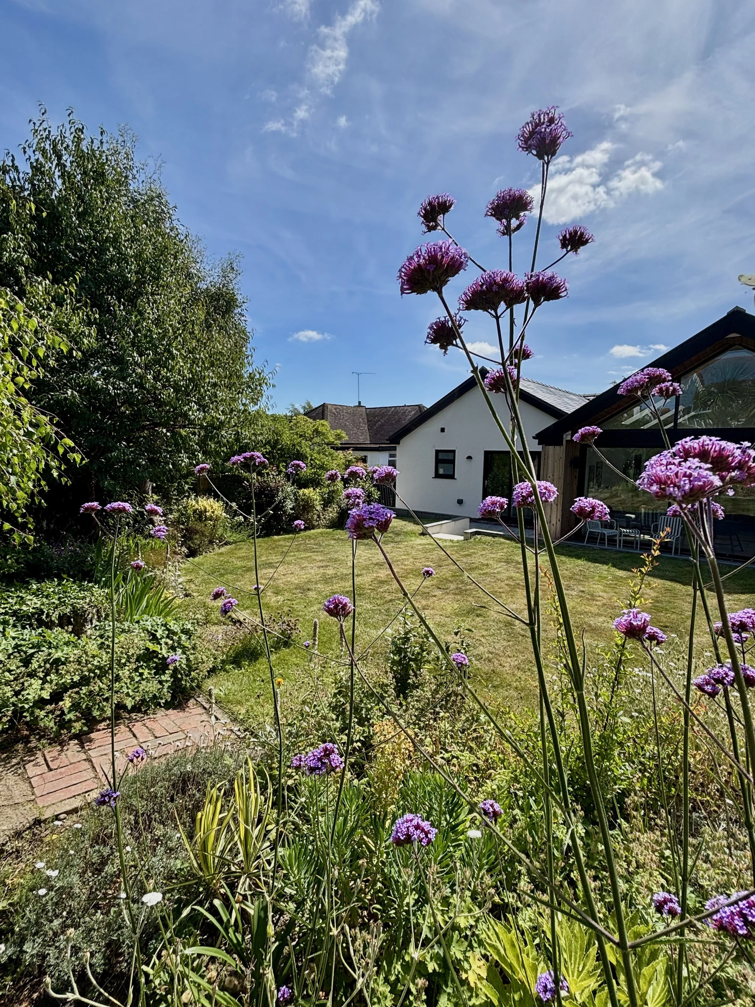 A backyard garden with tall purple flowers, green shrubs, a small brick pathway, and a modern white house with a glass patio under a blue sky with some clouds.