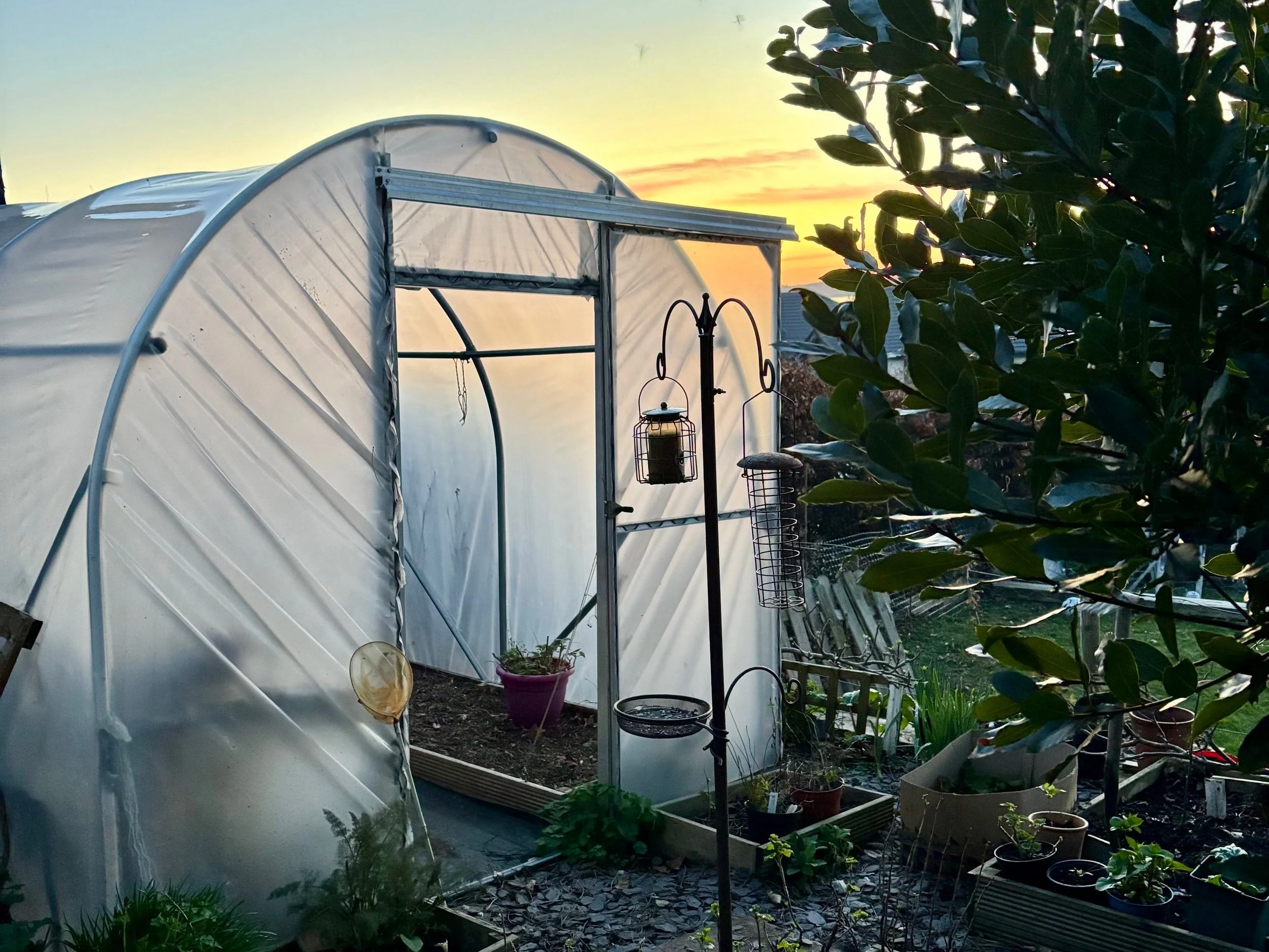 A garden scene at sunset with a small greenhouse, potted plants, and bird feeders.