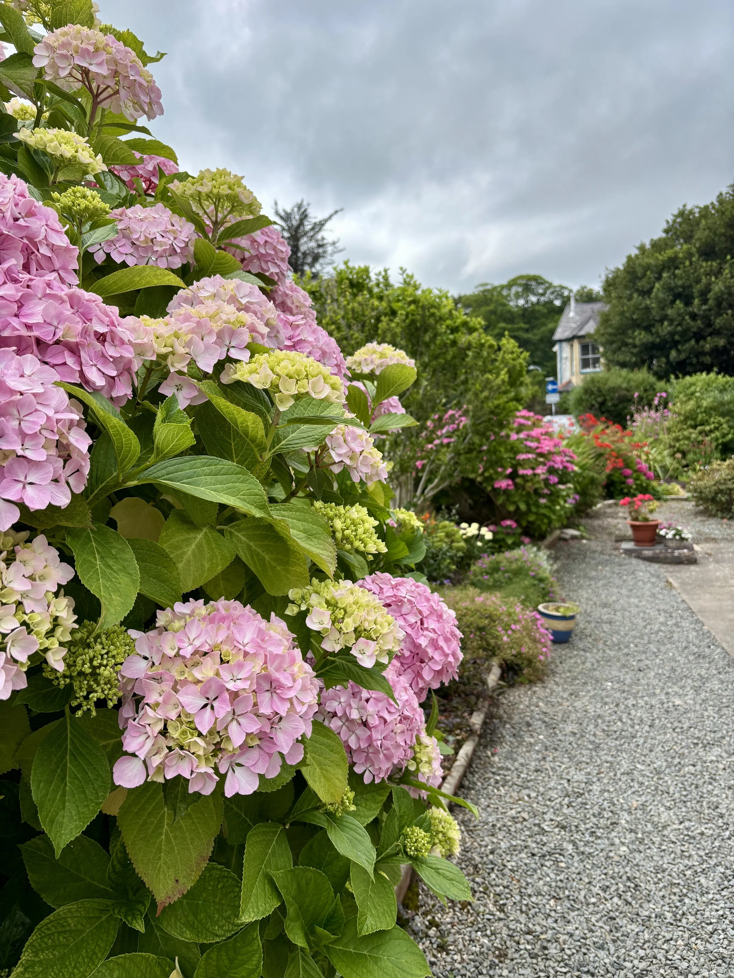 A garden filled with pink and white hydrangea flowers along a gravel pathway under a cloudy sky.