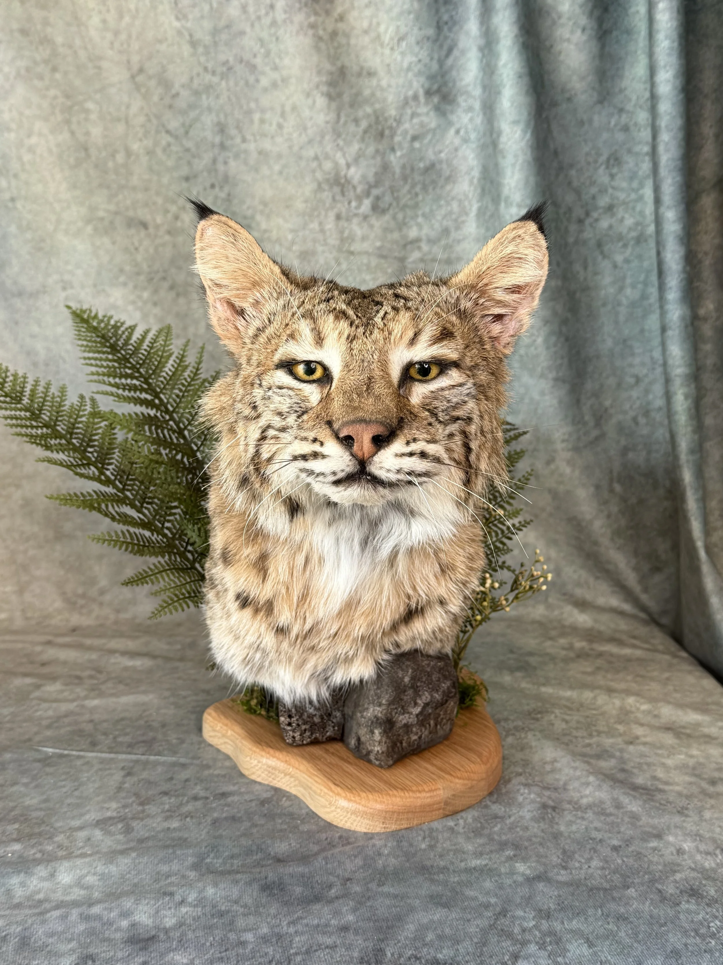 Bobcat w/ special eyes